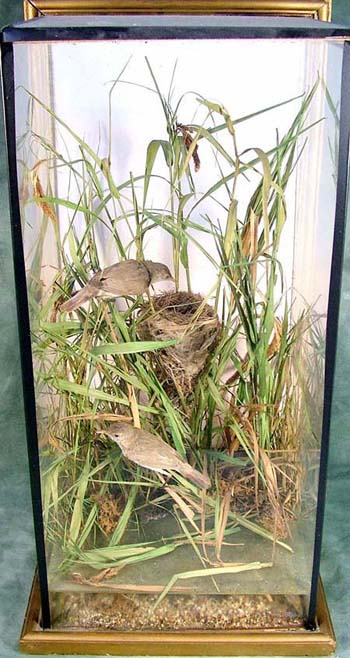 reedwarblers[1].jpg